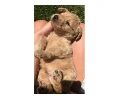 Six males and four females labradoodle pups for sale - 13