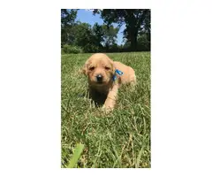 Six males and four females labradoodle pups for sale - 15