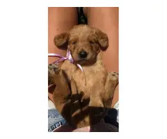 Six males and four females labradoodle pups for sale - 16