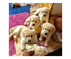 Beautiful Golden retriever Puppies for sale - 2