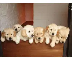 Beautiful Golden retriever Puppies for sale - 3