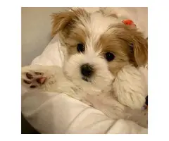 Cava Tzu puppy for sale