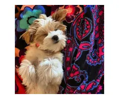 Cava Tzu puppy for sale - 3