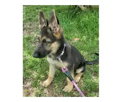 15 weeks German shepherd puppy for a good home
