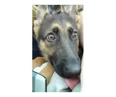 15 weeks German shepherd puppy for a good home - 2