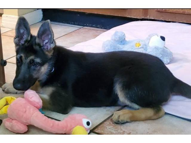 dollar200 german shepherd puppies near me