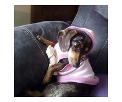 Long haired Dachshund puppies Oklahoma in Tulsa, Oklahoma ...