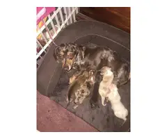 5 males Dachshund puppies for sale - 2