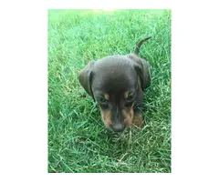 5 males Dachshund puppies for sale - 3