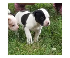 6 males, and 5 females American pit bull puppies - 2