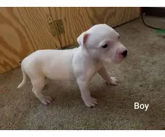 6 males, and 5 females American pit bull puppies - 3