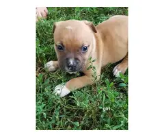 6 males, and 5 females American pit bull puppies - 4