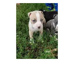 6 males, and 5 females American pit bull puppies - 6