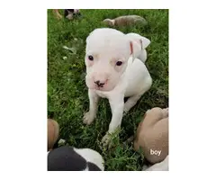 6 males, and 5 females American pit bull puppies - 8