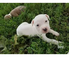6 males, and 5 females American pit bull puppies - 9