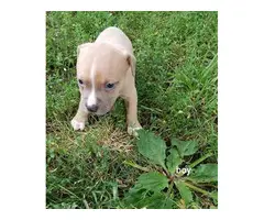6 males, and 5 females American pit bull puppies - 11