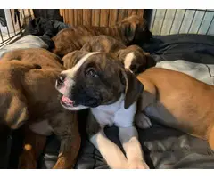 Full-blood boxer puppies to be rehomed