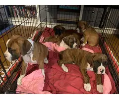 Full-blood boxer puppies to be rehomed - 2