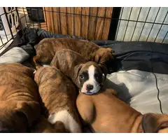 Full-blood boxer puppies to be rehomed - 3