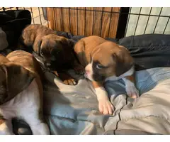 Full-blood boxer puppies to be rehomed - 4