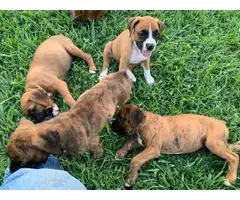 Full-blood boxer puppies to be rehomed - 5