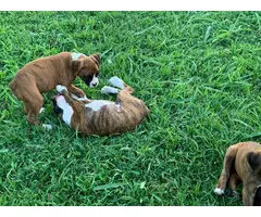 Full-blood boxer puppies to be rehomed - 6
