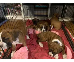 Full-blood boxer puppies to be rehomed - 7