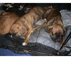 Full-blood boxer puppies to be rehomed - 8
