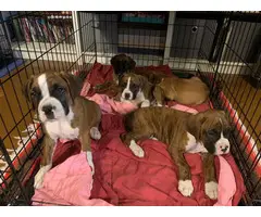 Full-blood boxer puppies to be rehomed - 9