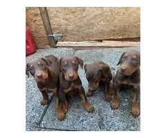 pure breed Doberman puppies for sale - 1