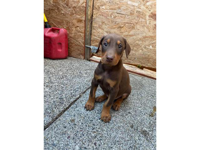 pure breed Doberman puppies for sale in Wyoming