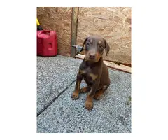 pure breed Doberman puppies for sale - 2