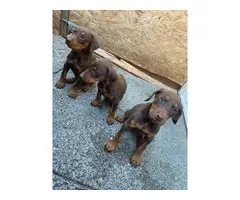 pure breed Doberman puppies for sale - 4