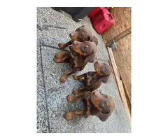 pure breed Doberman puppies for sale - 5