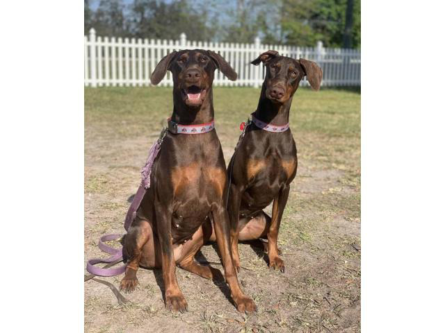 pure breed Doberman puppies for sale in San Francisco