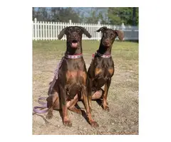 pure breed Doberman puppies for sale - 6