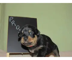 4 males and 4 females Rottweiler puppies for sale - 2
