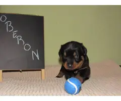 4 males and 4 females Rottweiler puppies for sale - 4