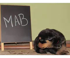 4 males and 4 females Rottweiler puppies for sale - 5