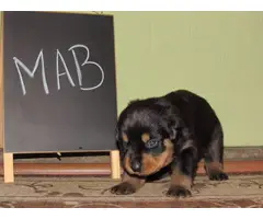 4 males and 4 females Rottweiler puppies for sale - 6