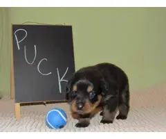 4 males and 4 females Rottweiler puppies for sale - 7
