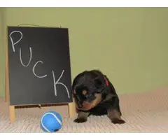 4 males and 4 females Rottweiler puppies for sale - 8