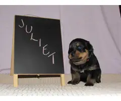 4 males and 4 females Rottweiler puppies for sale - 9