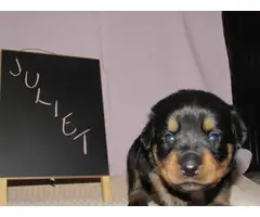 4 males and 4 females Rottweiler puppies for sale - 10