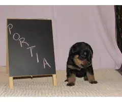 4 males and 4 females Rottweiler puppies for sale - 11