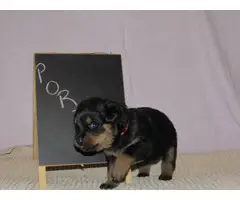 4 males and 4 females Rottweiler puppies for sale - 12