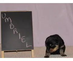 4 males and 4 females Rottweiler puppies for sale - 13