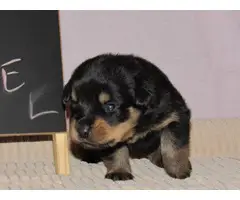 4 males and 4 females Rottweiler puppies for sale - 14