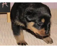 4 males and 4 females Rottweiler puppies for sale - 15