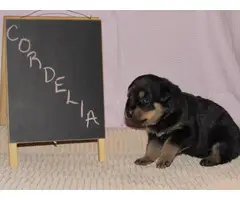 4 males and 4 females Rottweiler puppies for sale - 16